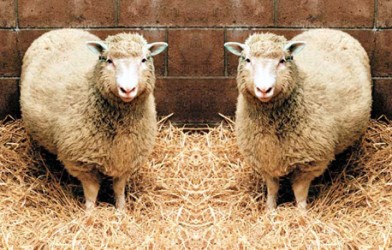 Çin Ticari Amaçlı Hayvan Klonlayacak