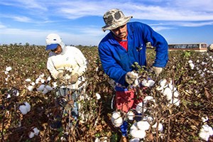 Pamuk İthalatımız 1 7 Milyar Dolar