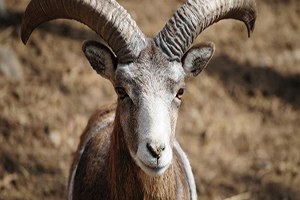 Anadolu Yaban Koyunu İçin Yeni Üretim İstasyonu