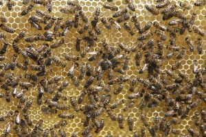 Ardahan Balı Markalaşma Yolunda