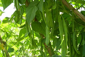 Bakla Üreticisinin Yüzünü Güldürüyor