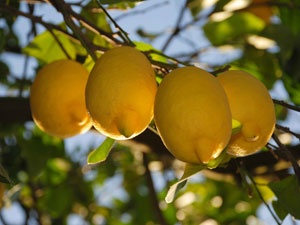 Lamas Limonuna Coğrafi İşaret Tescili