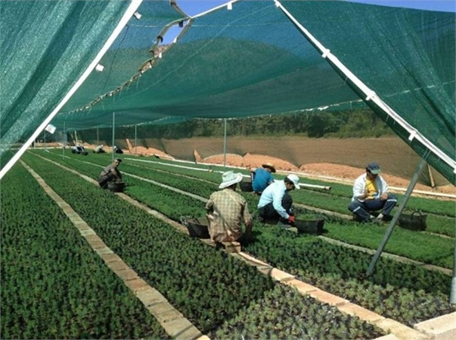 Ordu da 415 Bin Yeni Fidan Üretildi