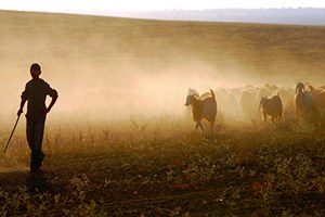 Ezine de Sürü Yöneticiliği Kursu