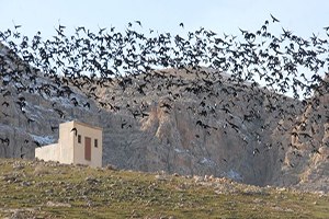 Tarlada Karga Nöbeti