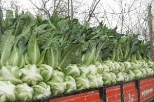 Bafra da Hasat Öncesi Pestisit Denetimi