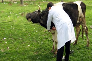 Bartın da 90 Bine Yakın Büyükbaş Hayvan Aşılandı