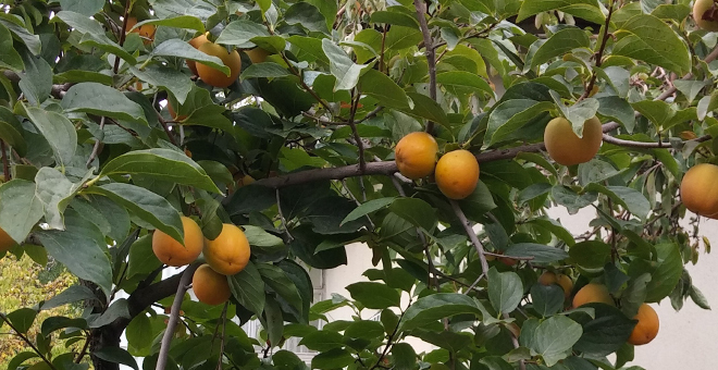 Edremit te Cennet Hurması Yetiştiriliyor