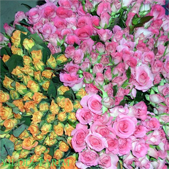 Rusya yla İhracat Krizi Büyüyor