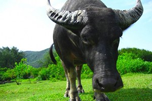 Halk Elinde Hayvan Islahı Ülkesel Projesi