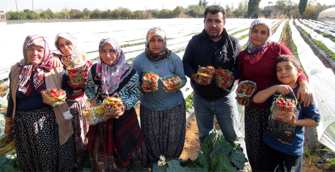Kış Çileği Hasadı Başladı