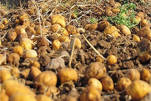 Şuhutlu Patates Üreticisini Bu Yıl Mantar Hastalığı Vurdu