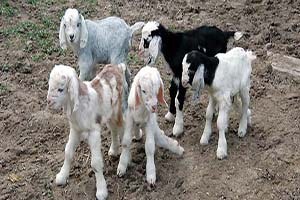 Akademisyenler Çiftçilere Keçi Yetiştiriciliğini Anlattı