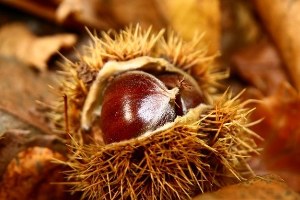 Aydın Kestane Üretiminde İkinci Olan Kastamonu yu İkiye Katladı