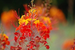 Bitkilerin Ateşini Ölçerek Hastalıklar Önceden Tespit Edilebiliyor
