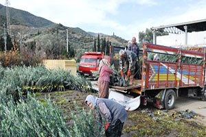 İzmir Büyükşehir Belediyesi İlçelerde Fidan Dağıttı