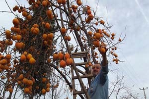 Kışın Habercisi Cennet Hurması