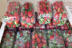 Mersin de Örtü Altı Çilek Hasadı Başladı