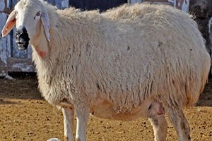 Hayvan Hastalıkları İnsan Sağlığını da Tehdit Ediyor