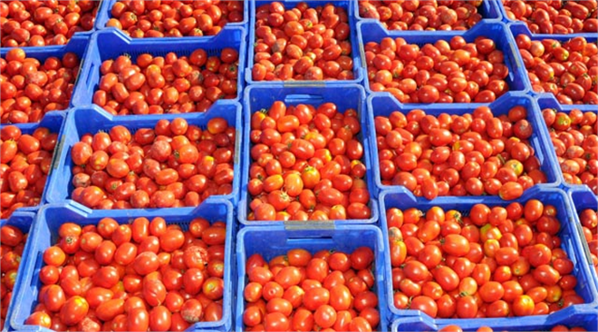 Rus Uçağının Düşürülmesi Domatesi Vurdu