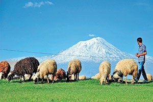 Sürü Yöneticisi İstihdam Desteği