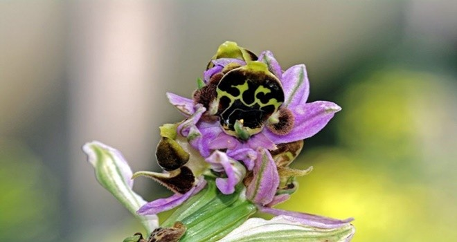Frigya Orkidesi Taşınarak Korunacak