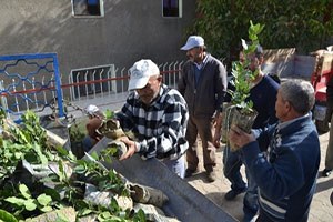Nazilli de 1000 Adet Ücretsiz Defne Fidanı Dağıtıldı