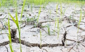 FAO Ağır Hava Koşulları Gıda Güvenliği İçin Tehdit