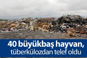 40 Büyükbaş Hayvan Tüberkülozdan Telef Oldu