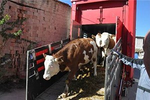 Akşehir e Yurt Dışından 300 Simental İnek