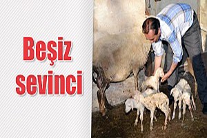 Beşiz Sevinci