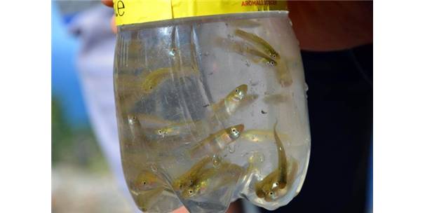 Sivrisinekle Balıklı Mücadele