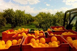 Güneyde Turuncu Direniş Zamanı