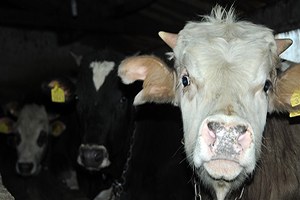 Isparta da Çiçek Hastalığı Karantinası