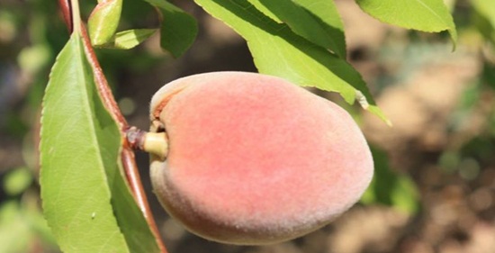 Görünümü Şeftali Tadı Badem