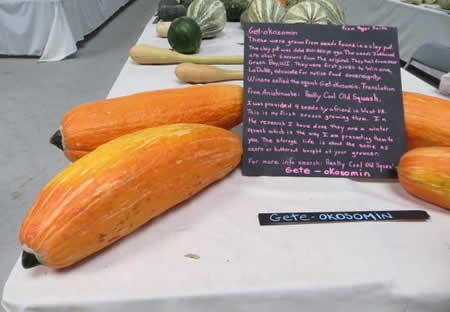 Kanada da 800 Yıllık Tohumdan Kabak Ürettiler