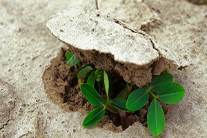 Antalya da Tohumculuk Çalıştayı Yapıldı
