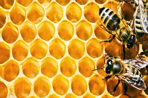 Malkara da Arı Üreticilerine Destek