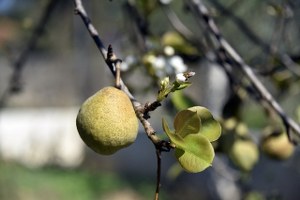 Bodrum da Armut Ağacı Meyve Verdi