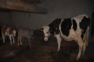 Buzağı Desteklemelerinde Son Başvuru Tarihi 31 Aralık