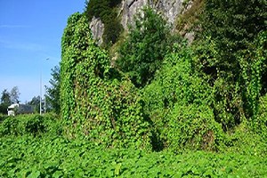 Doğu Karadeniz de İstilacı İtdolanbacı Bitkisi ile Mücadele