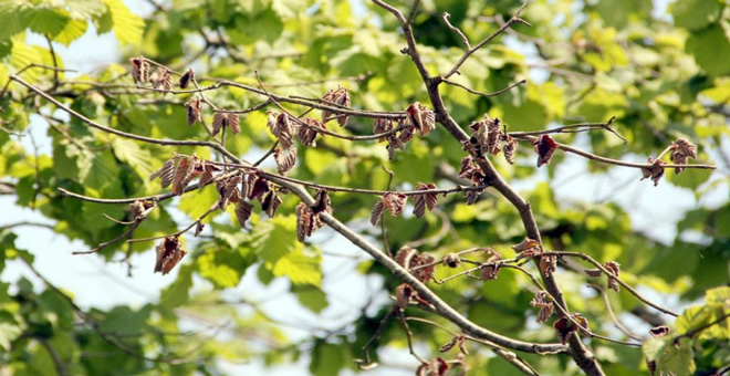 Fındıkta Kış Bakımı Uyarısı