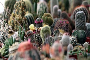 Kaktüsler Yok Olma Tehlikesiyle Karşı Karşıya