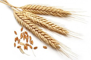 Rusya nın Türkiye ye Buğday Satmayacağı Endişesi