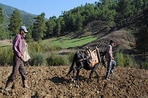Sertifikalı Tohum Kullanımı Yaygınlaşıyor