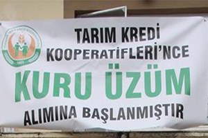 Tarım Kredi Üzüm Alımına Başlıyor