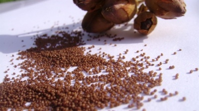 Tütün Tohumuna İhracat İmkanı