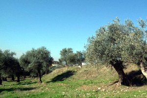 Aydınlı Zeytinci Sezona Umutlu Girdi