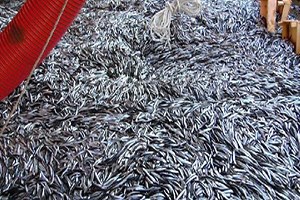 Bartın da Hamsi Bolluğu