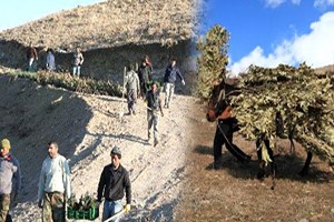 Meşe Yaprağıyla Et ve Süt Verimi Artıyor